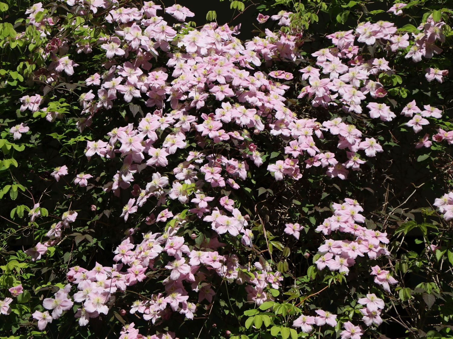 Clematis 'Rubens' - Clematis montana 'Rubens'