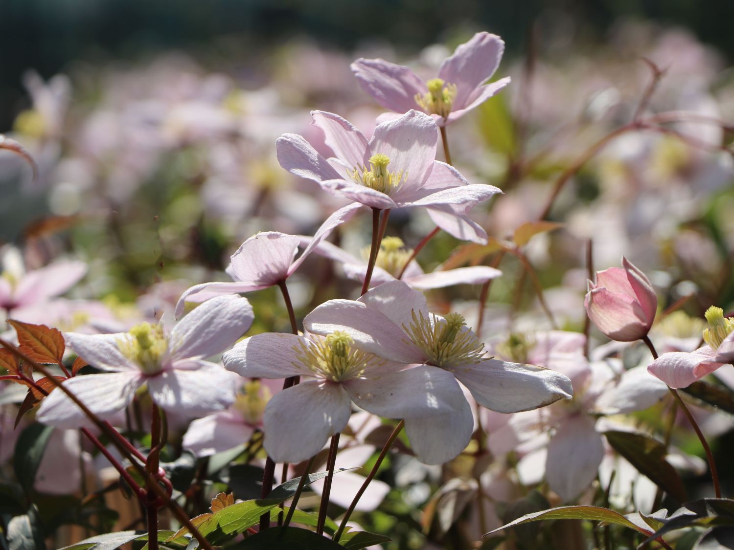 Clematis 'Rubens' - Clematis montana 'Rubens'