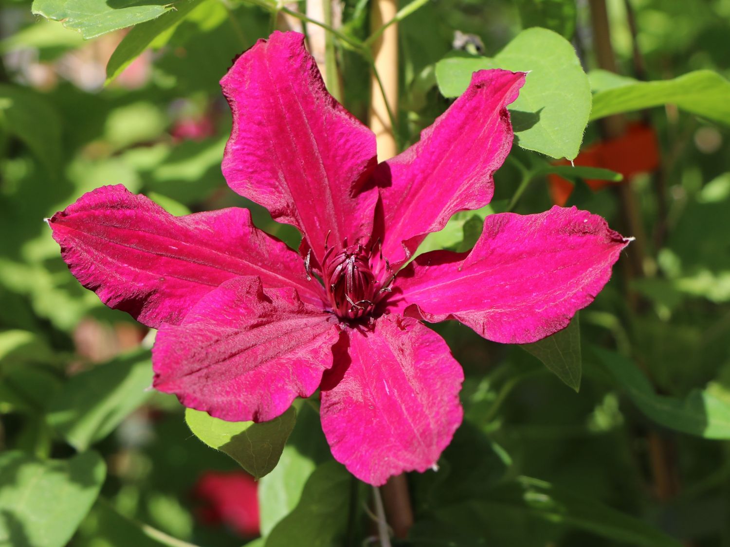 Clematis 'Rüütel'