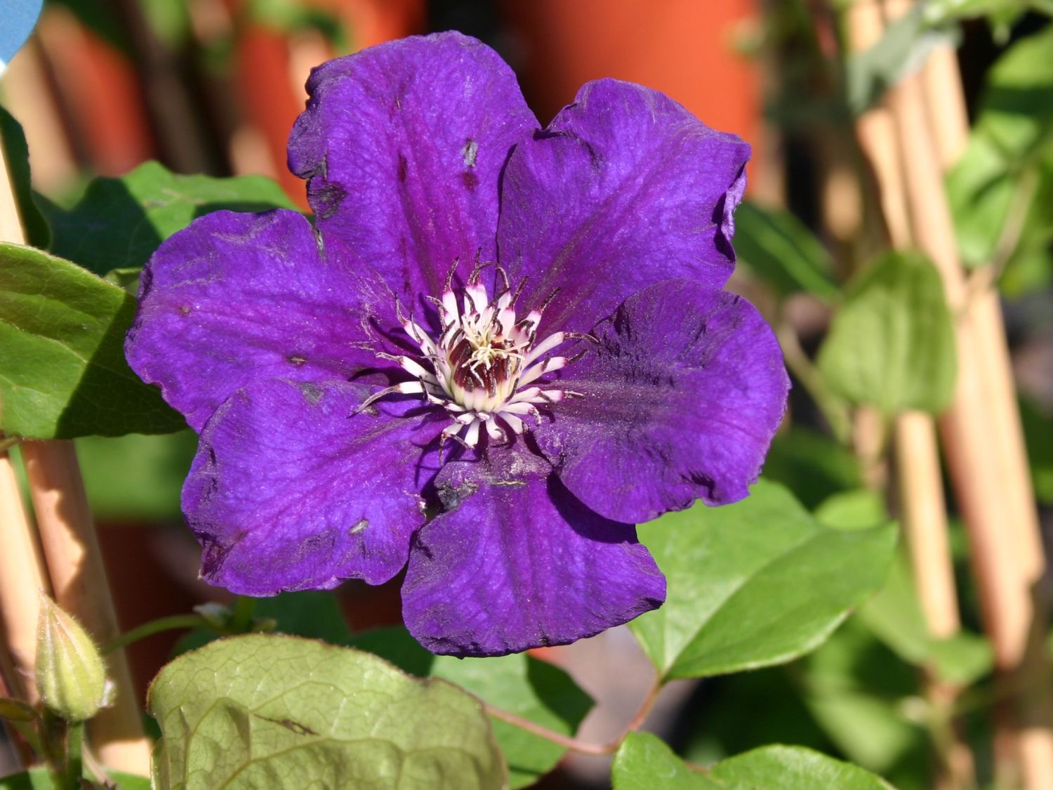Clematis 'Satsukibare'