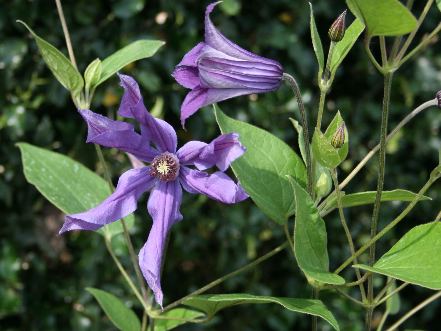 Clematis 'Sizaja Ptitsa'