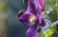Clematis 'Star of India'
