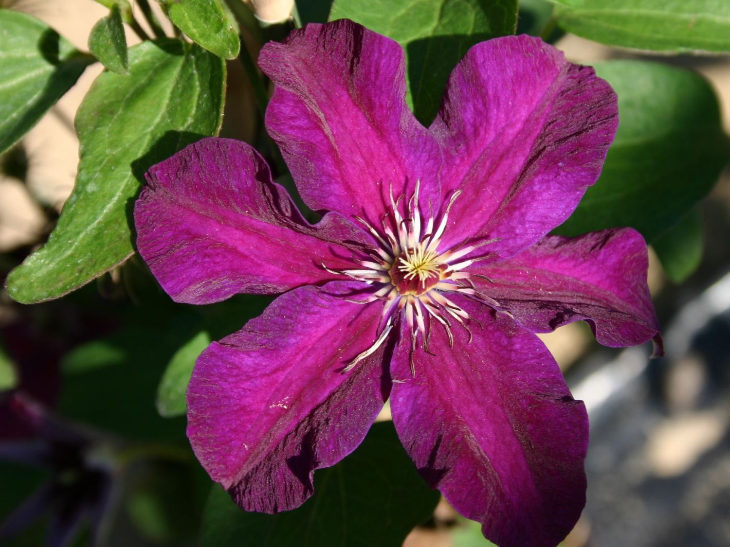 Clematis 'Stasik'