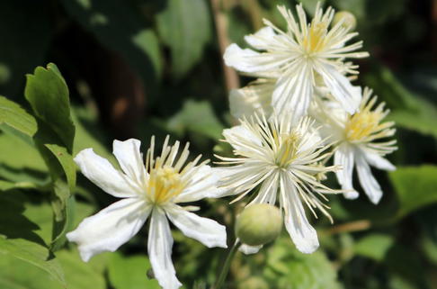 Clematis 'Summer Snow' / 'Paul Farges' - Clematis fargesioides 'Summer Snow' / 'Paul Farges'
