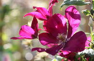 Clematis 'Sunset'