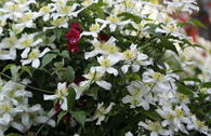 Clematis 'Superba'