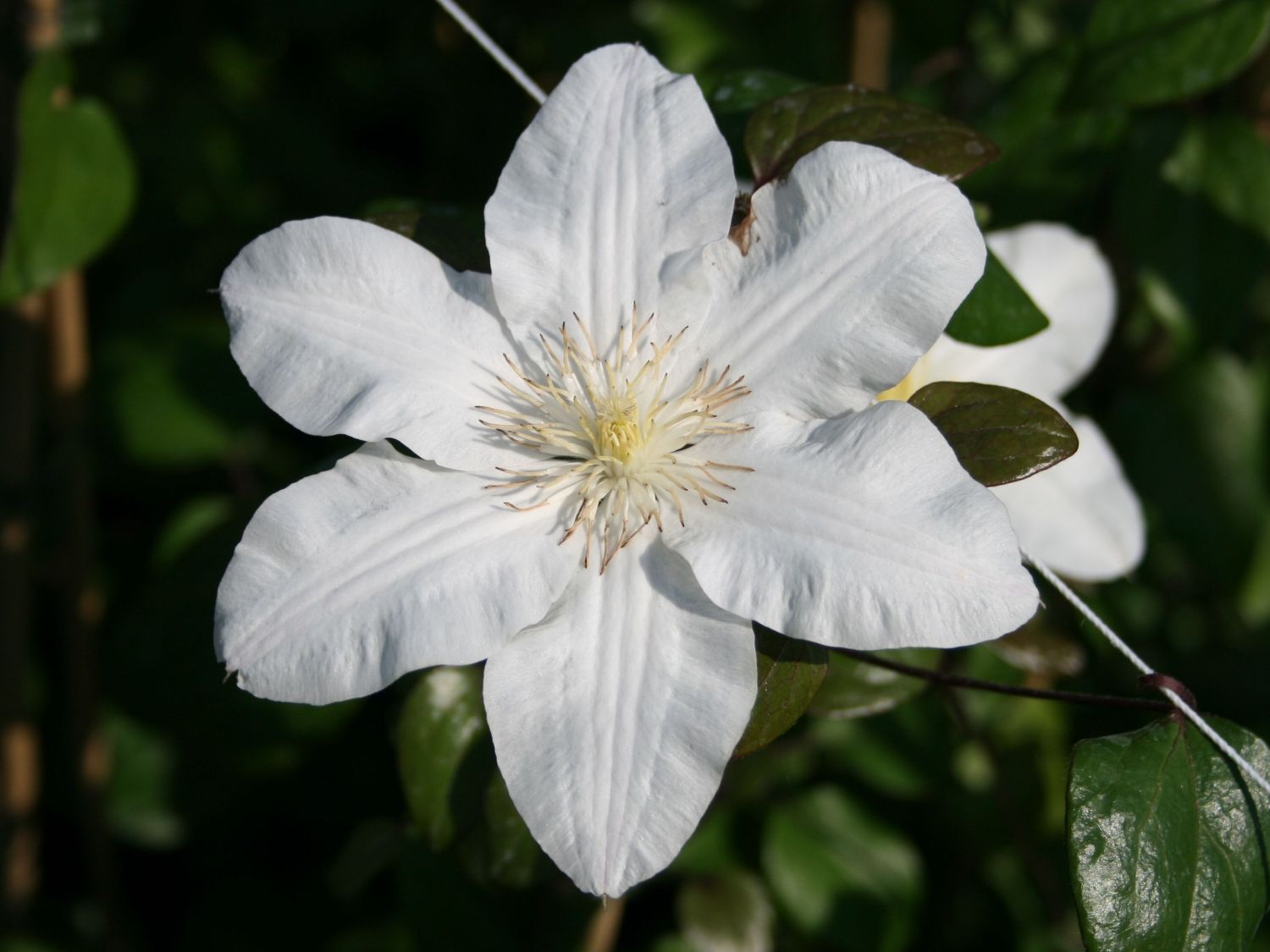 Clematis 'Sylvia Denny'