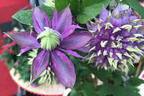 Waldrebe 'Taiga' ® - Clematis 'Taiga' ®