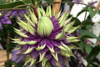 Waldrebe 'Taiga' ® - Clematis 'Taiga' ®