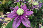 Waldrebe 'Taiga' ® - Clematis 'Taiga' ®