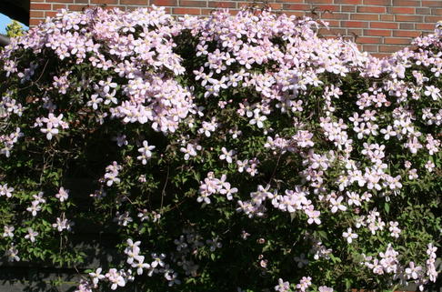 Clematis 'Tetra Rose' - Clematis montana 'Tetra Rose'