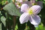 Clematis 'Tetra Rose' - Clematis montana 'Tetra Rose'