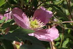 Clematis 'Tetra Rose' - Clematis montana 'Tetra Rose'