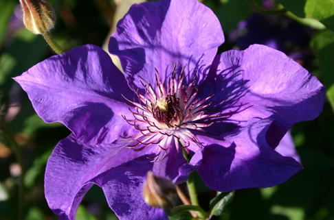 Clematis 'The President' - Clematis 'The President'