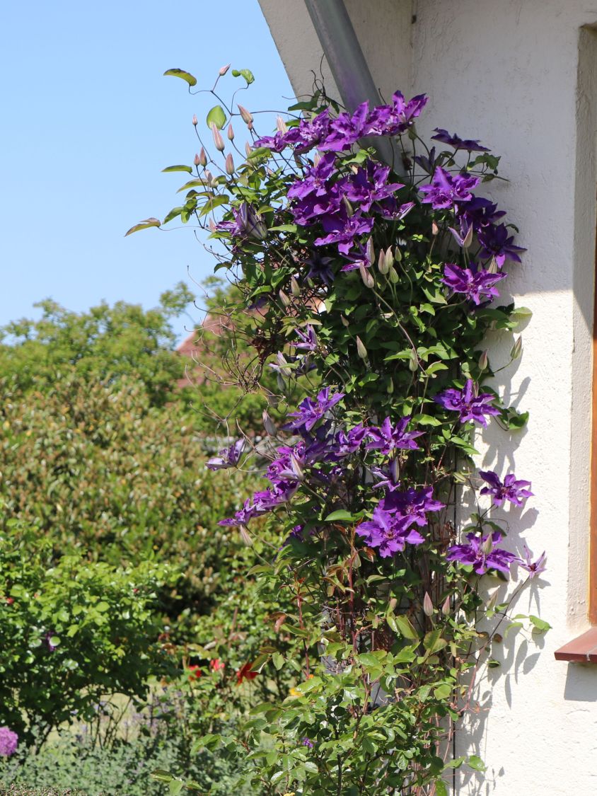 Clematis 'The President' Clematis 'The President' Baumschule Horstmann