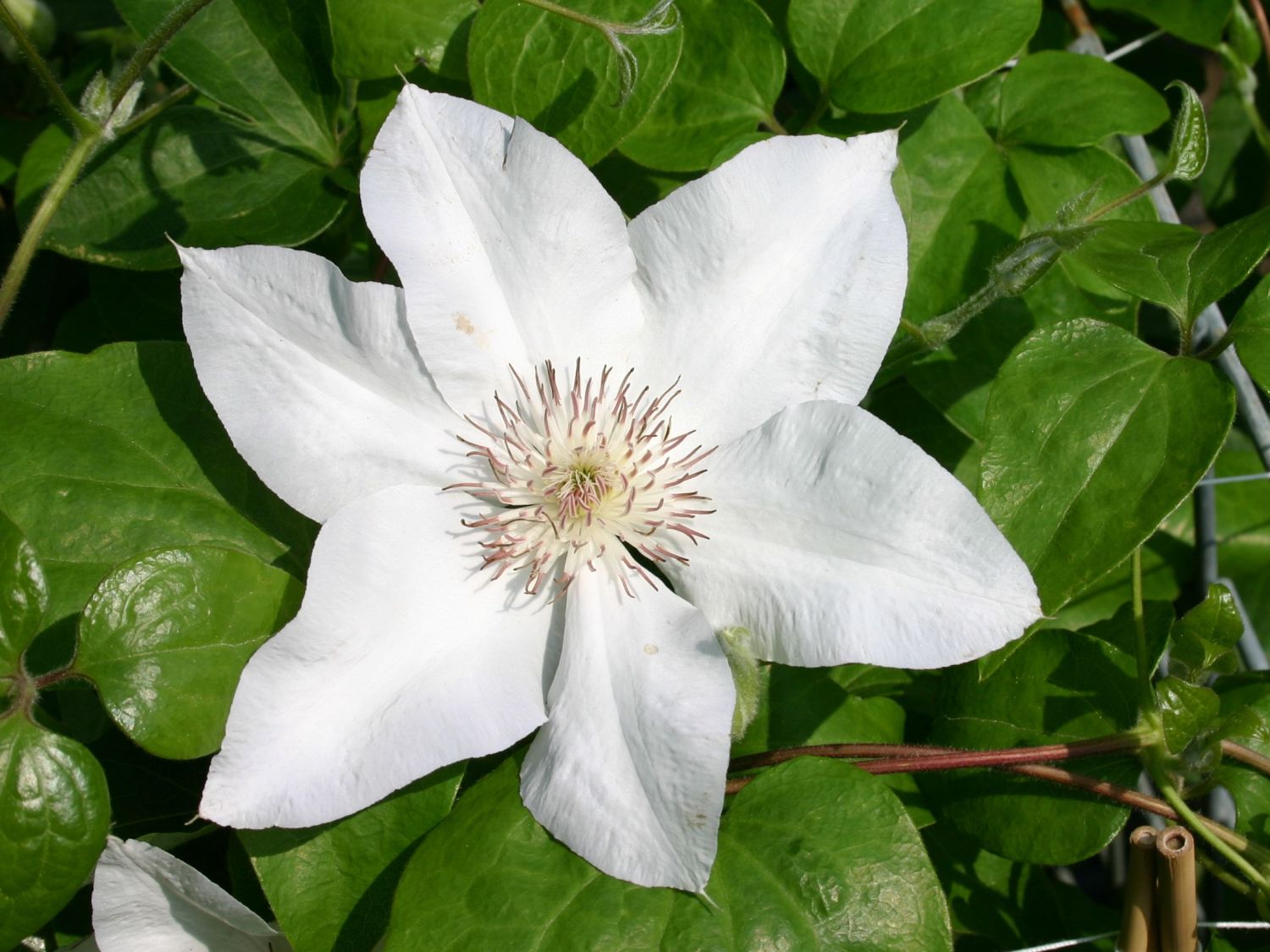 Clematis 'Valge Daam'