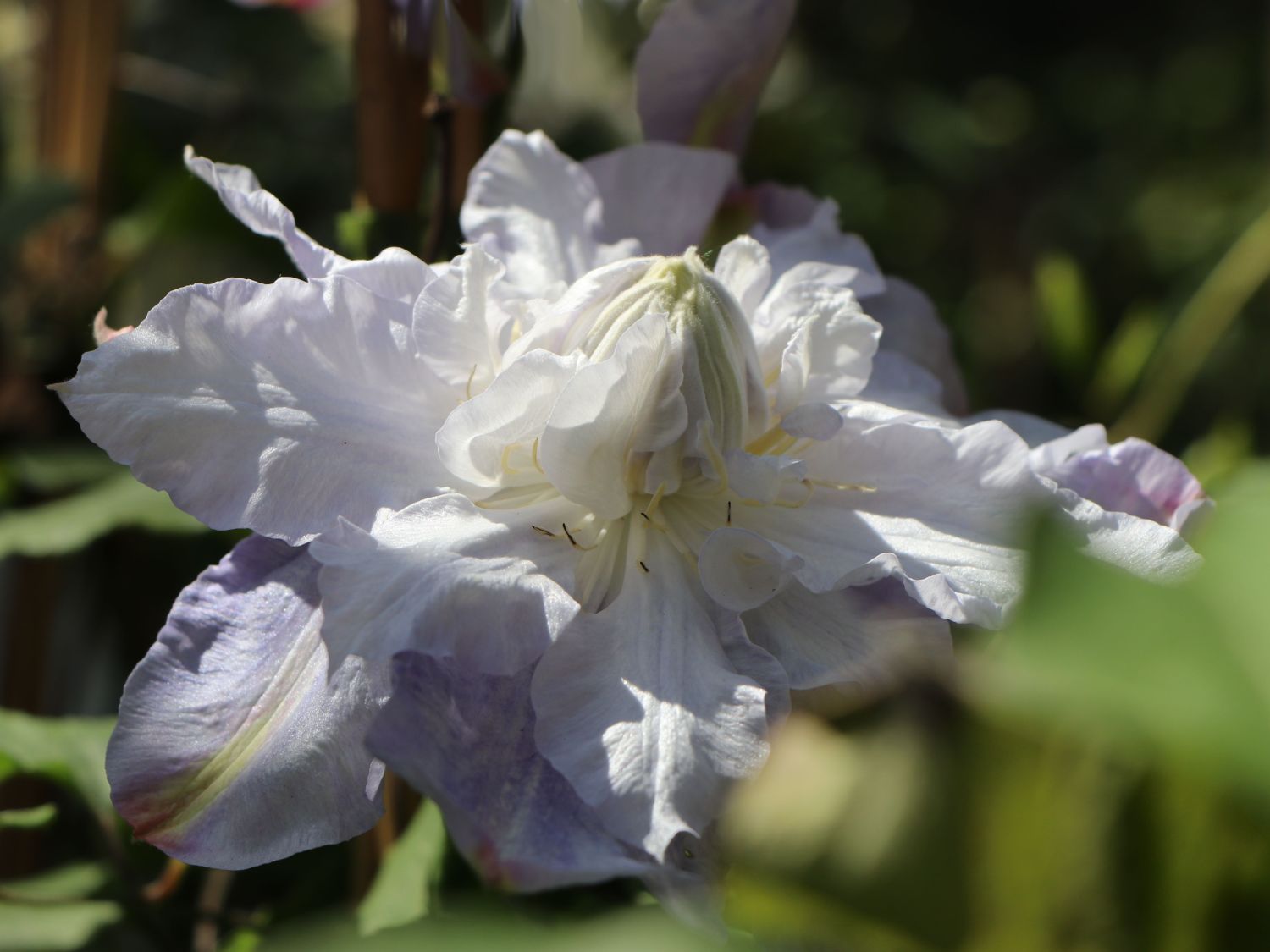 Clematis 'Veronica's Choice'