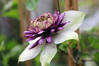 Clematis 'Viennetta' - Clematis florida 'Viennetta'