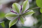 Clematis 'Viennetta' - Clematis florida 'Viennetta'