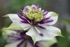 Clematis 'Viennetta' - Clematis florida 'Viennetta'