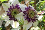 Clematis 'Viennetta' - Clematis florida 'Viennetta'