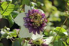 Clematis 'Viennetta' - Clematis florida 'Viennetta'
