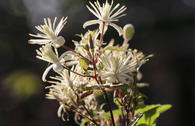 Clematis vitalba