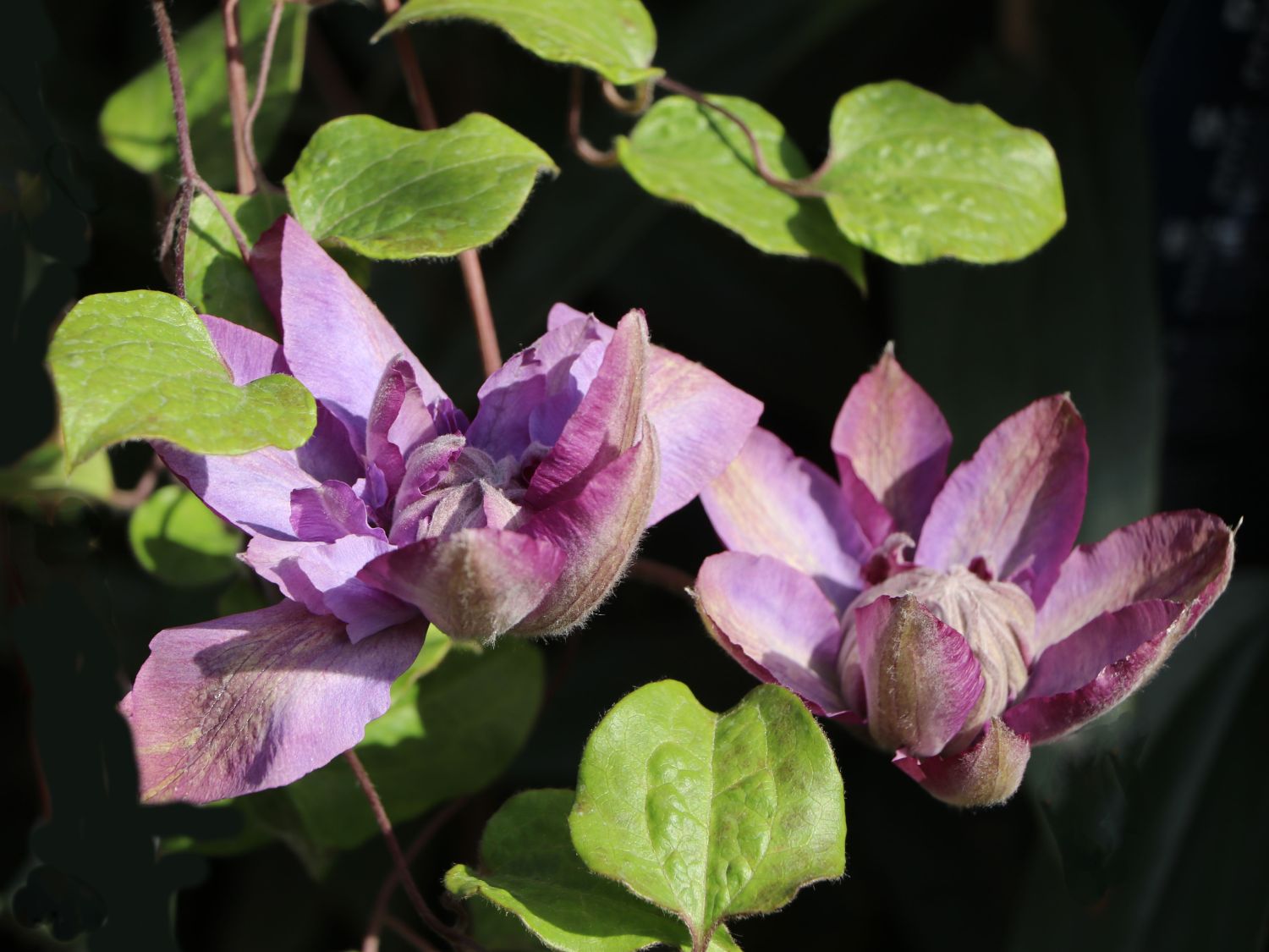 Clematis 'Vyvyan Pennell'