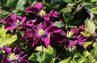 Clematis 'Warszawska Nike'