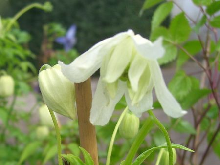 Clematis 'White Lady' / Alpenwaldrebe