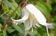 Clematis 'White Swan'