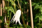 Clematis 'White Swan' - Clematis macropetala 'White Swan'