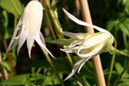 Clematis 'White Swan' - Clematis macropetala 'White Swan'