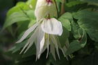 Clematis 'White Swan' - Clematis macropetala 'White Swan'