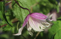 Clematis 'Willy' / Alpenwaldrebe