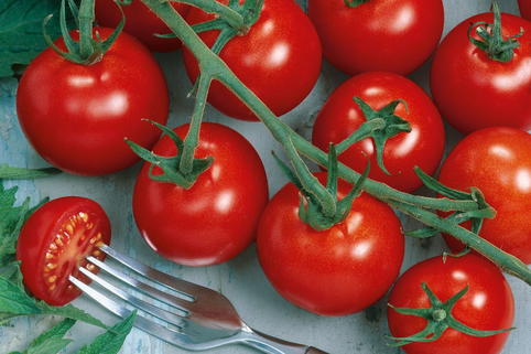 Cocktailtomate 'Picolino' - Solanum lycopersicum 'Picolino'