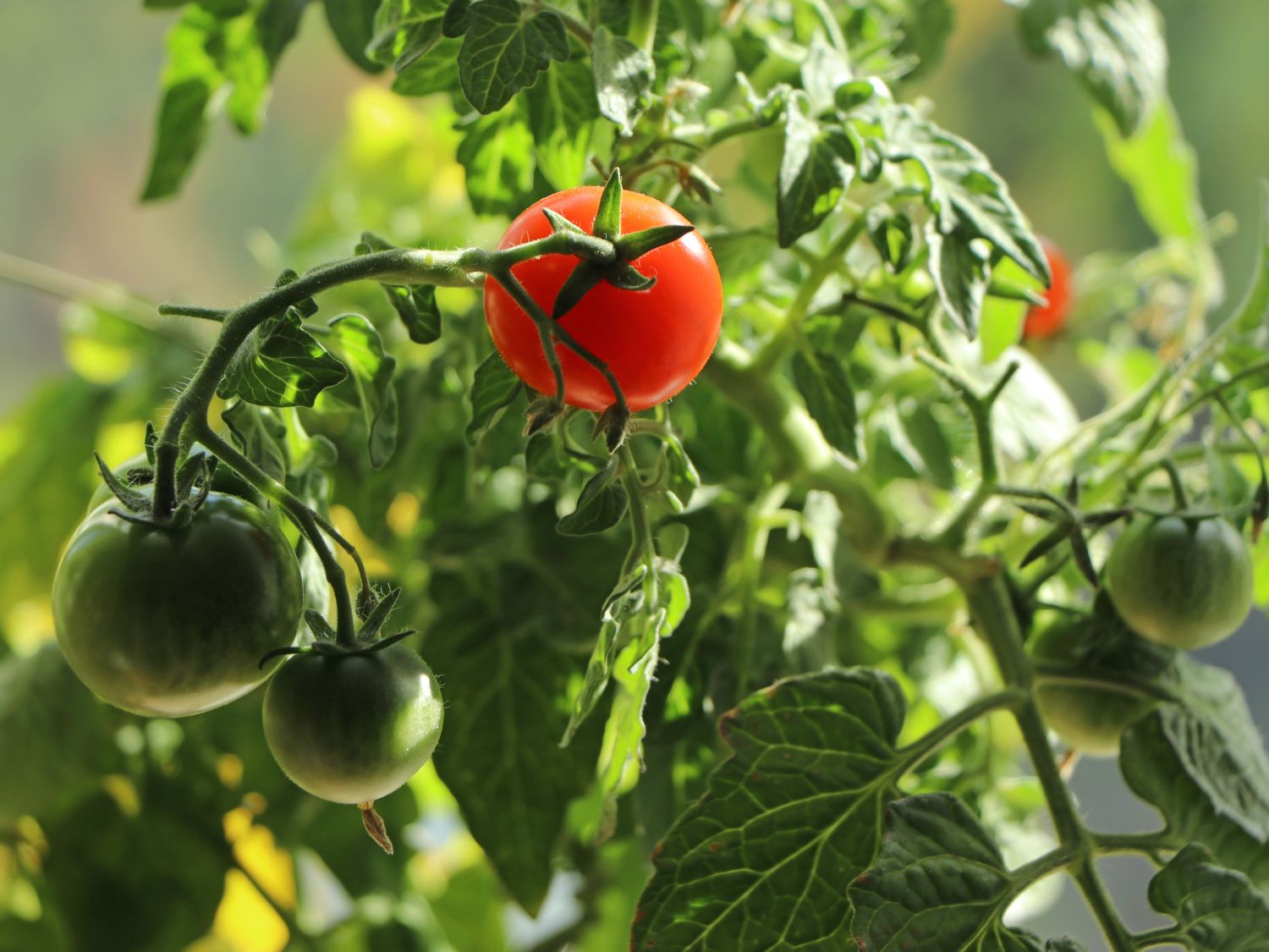 Cocktailtomate 'Picolino' - Solanum lycopersicum 'Picolino'