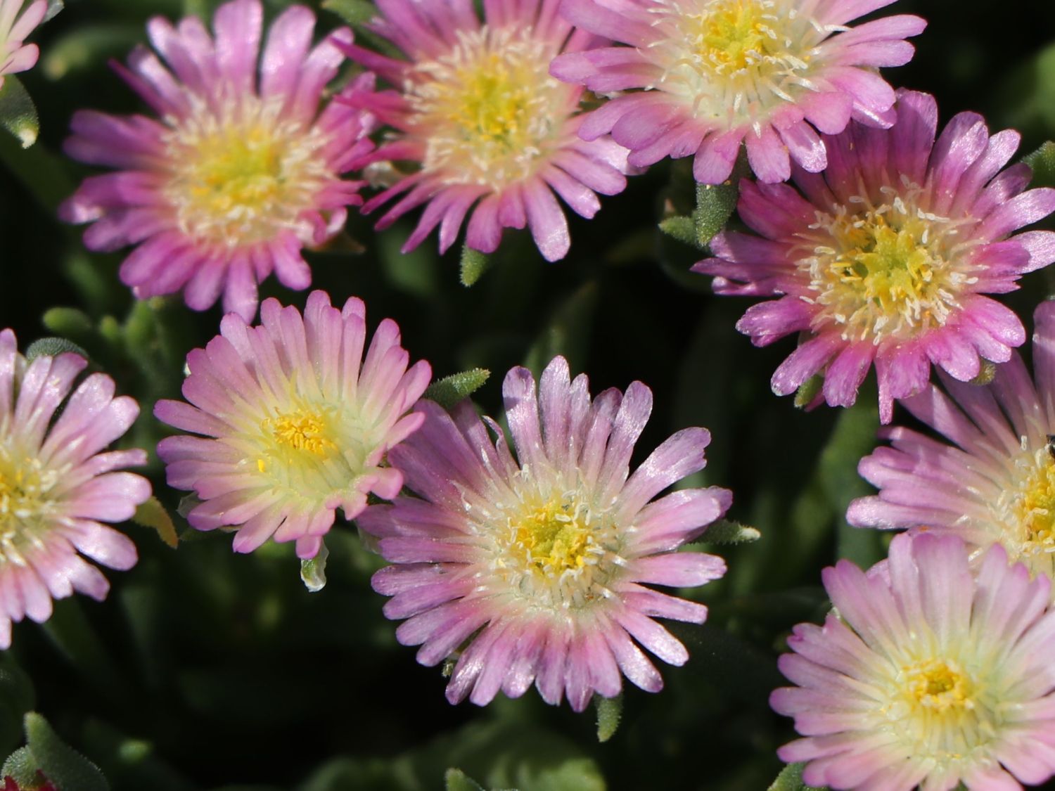 Coopers Mittagsblume Jewel of Desert 'Rosequartz' - Delosperma cooperi Jewel of Desert 'Rosequartz'