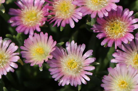 Coopers Mittagsblume Jewel of Desert 'Rosequartz' - Delosperma cooperi Jewel of Desert 'Rosequartz'