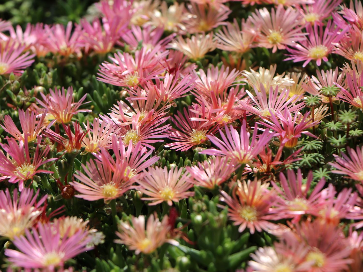 Coopers Mittagsblume 'Mesa Verde' ® - Delosperma cooperi 'Mesa Verde'  ®