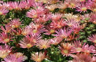 Coopers Mittagsblume 'Mesa Verde' ®