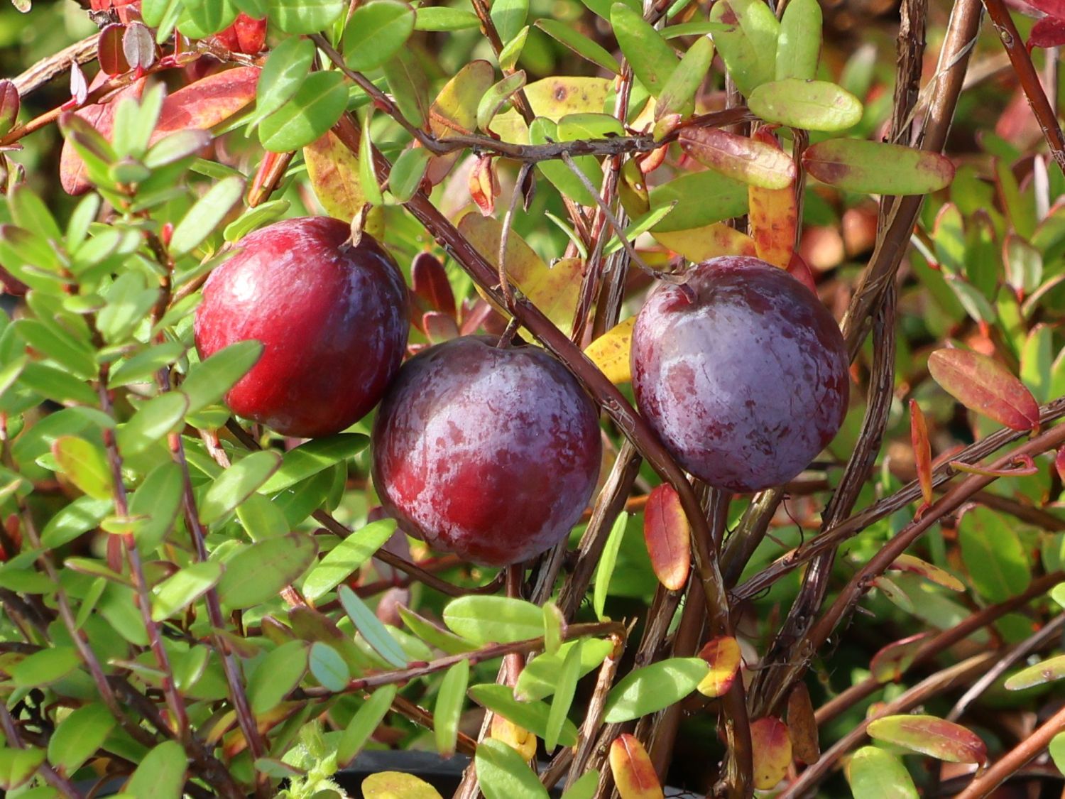 Cranberry / Großfrüchtige Moosbeere 'Early Black'