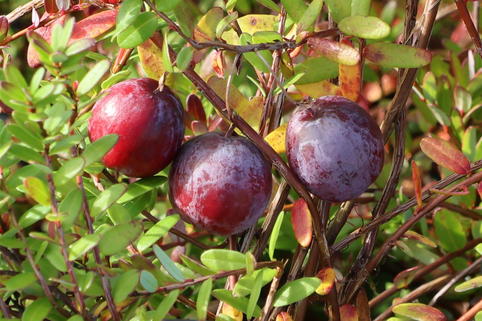 Cranberry / Großfrüchtige Moosbeere 'Early Black' - Vaccinium macrocarpon 'Early Black'