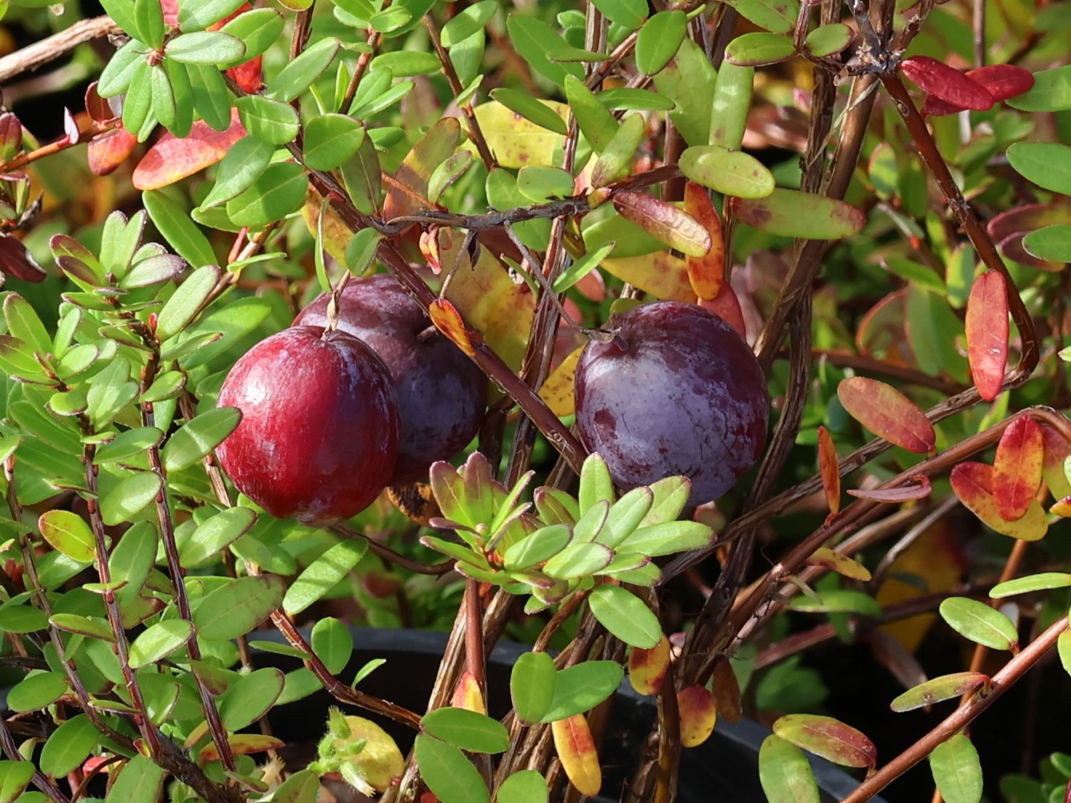 Cranberry / Großfrüchtige Moosbeere 'Early Black' - Vaccinium macrocarpon 'Early Black'