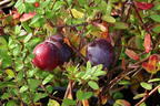 Cranberry / Großfrüchtige Moosbeere 'Early Black' - Vaccinium macrocarpon 'Early Black'