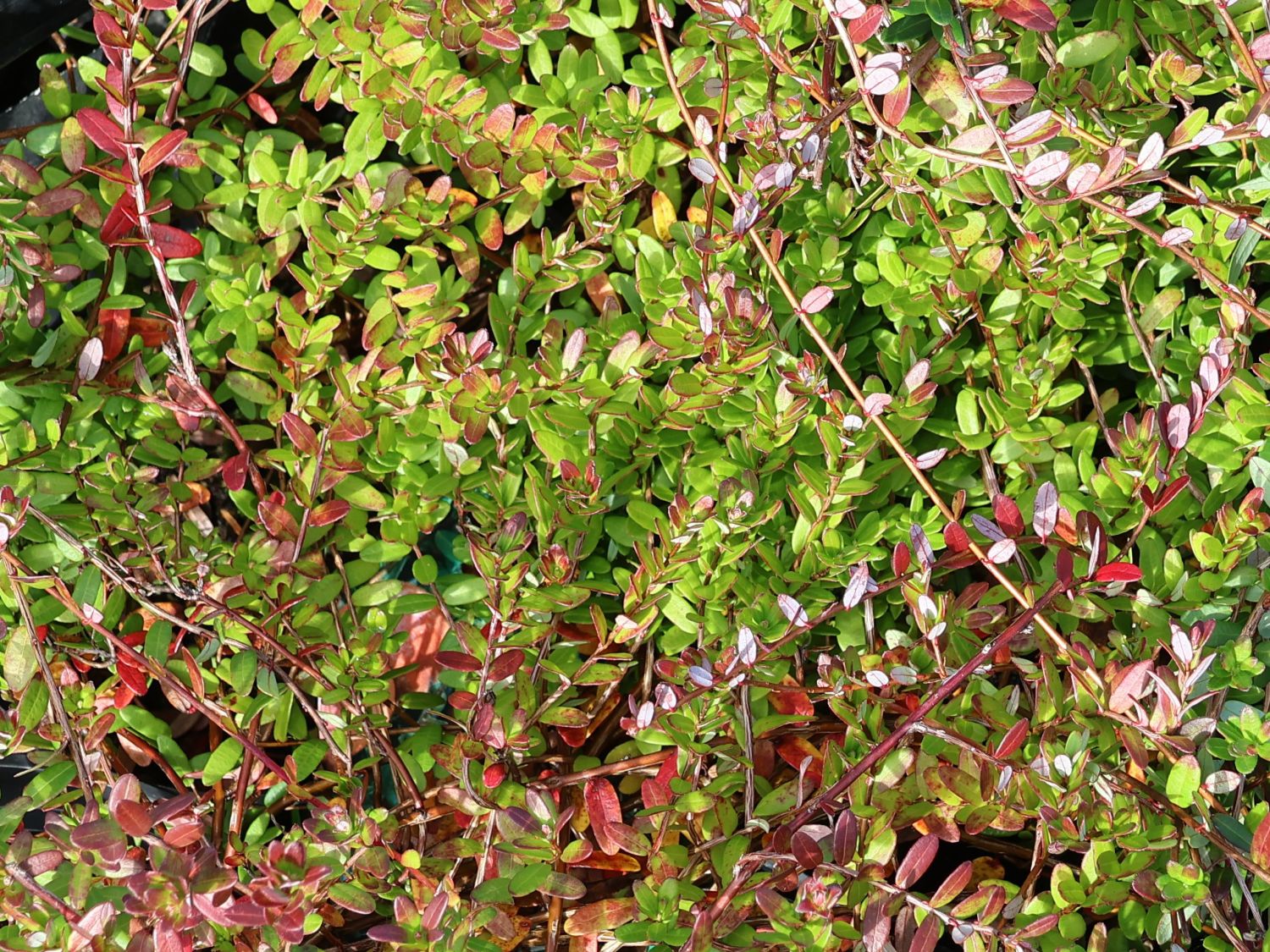 Cranberry / Großfrüchtige Moosbeere 'Early Black' - Vaccinium macrocarpon 'Early Black'