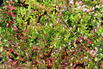 Cranberry / Großfrüchtige Moosbeere 'Early Black' - Vaccinium macrocarpon 'Early Black'