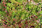 Cranberry / Großfrüchtige Moosbeere 'Early Black' - Vaccinium macrocarpon 'Early Black'