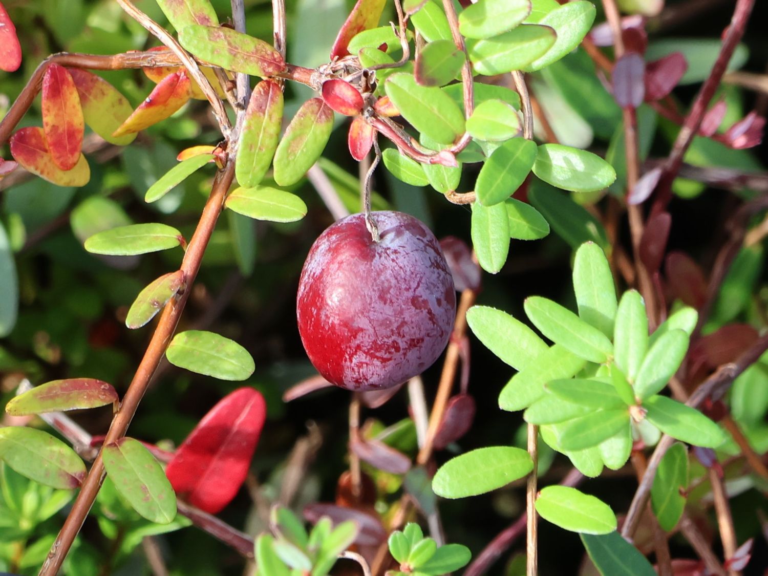 Cranberry / Großfrüchtige Moosbeere 'Early Black' - Vaccinium macrocarpon 'Early Black'