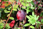 Cranberry / Großfrüchtige Moosbeere 'Early Black' - Vaccinium macrocarpon 'Early Black'